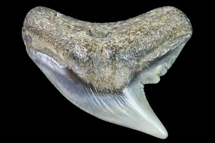 Colorful Fossil Tiger Shark (Galeocerdo) Tooth - Virginia #91836